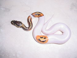 horrorandhalloween: The worlds most Haloweeny snake 🐍🎃