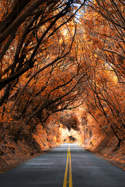 wondrousworld:  Tree Tunnel by Rex Cadungog