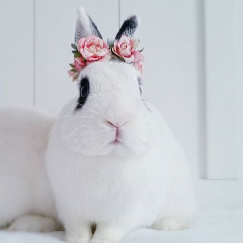 ainawgsd: Bunnies With Flower Crowns