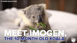 huffingtonpost:  Watch An Adorable Baby Koala Frolic Around
