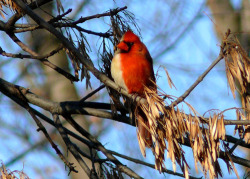 sixpenceee:  The cardinal bird above is a gynandromorph. It