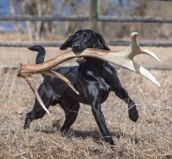 mossyoak:  Tuff retrieving at max capacity. Photo: Chris Douglas