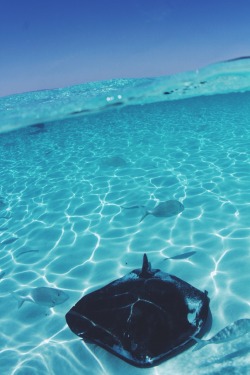 jayalvarrez:  Sting ray in the atlantic by jayalvarrez