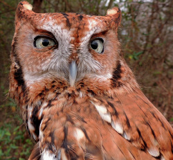 daily-owls:  By crzyhors1