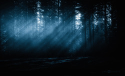 idleamusement:  Mist In The Woods by Nitrok 