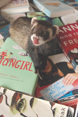 the-book-ferret:  Delicious books for The Book Ferret! 