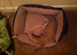 theslinkylizard:  theslinkylizard:  Odin went to bed all by himself