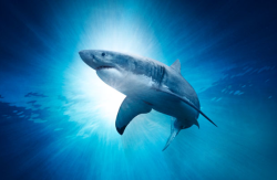 neaq:  Great White Shark 3D now playing at the Aquarium’s IMAX!