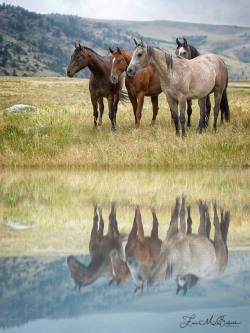 scarlettjane22:    “Still Water”Douglas, WY  Zina Balash