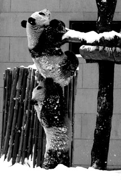 thingsanotherworld.tumblr.com/post/59260362798/