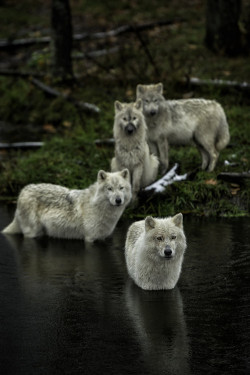 owakolf:  Nature Blog