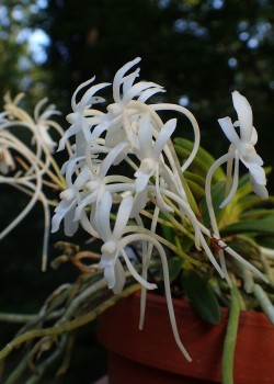 orchid-a-day:  Vanda falcata (bean leaf)Syn.: Neofinetia falcata