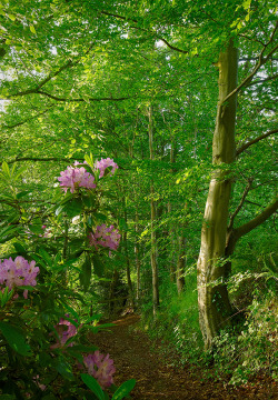 flowersnymph:  Rhododendron at Belvoir by Gerard1972  