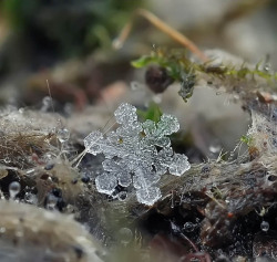 bombing:  Macro photographs of snowflakes in the moments before