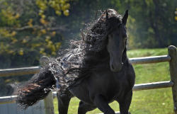 daughter-of-crom:  bardos96:  Frederik the Great - Friesian stallion