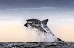 nubbsgalore:  sharks can fly. photos by (click pic) chris mclennan,