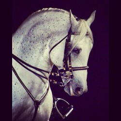 #lipizzanerstallions #beautiful #horse #instaphoto