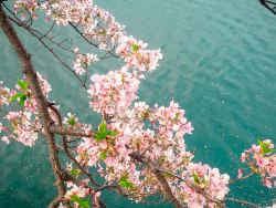 minuga-hana:  Sakura by   Hoàng Hải