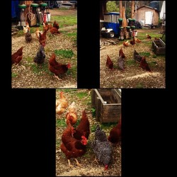 #chickens #tanoakpark #momsplace #mendocino #nomorecock #eggs