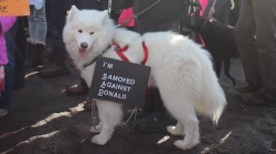 queerplantbaby:  parttimesarah: I’m loving these protest pups!