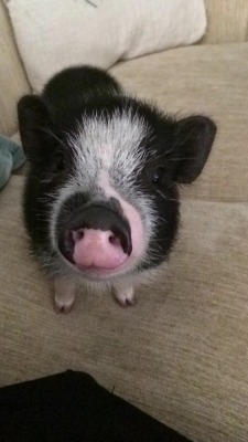 cute-overload:  Babysitting a micro pig and I think I just depleted