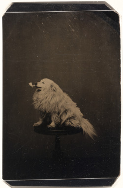 eudaemaniacal:stuffaboutminneapolis: Dog with pipe in mouth (1875)