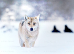 wolfsheart-blog:Wolf & Ravens on background by N. Pekonen