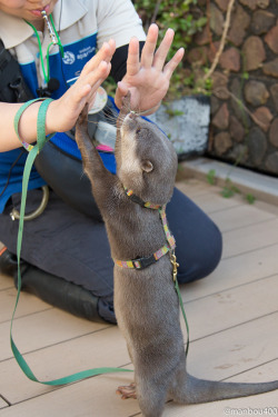 dailyotter:  Little Otter Yamato Gives Human a Double High Five