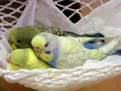 budgie-research:  trio 