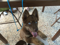 awwww-cute:  My neighbor’s puppy found a hole in the fence,