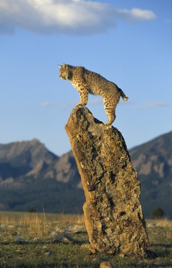 misterlemonzagain:beautiful-wildlife:  Bobcat by Peter Weimann