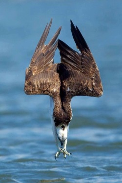 whatthefauna:  When osprey fish, they soar above the water until