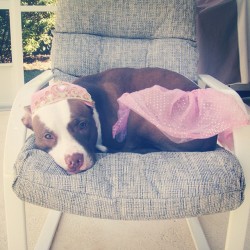 prettylittlemunster:  Phoebe’s a pretty princess. #dogs #pitbulls
