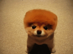Did someone shave this pooch’s head to look like this on