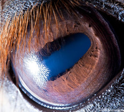 Macro closeups of animal eyes