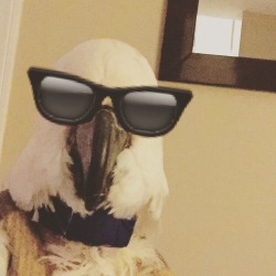 parrot-pictures:  Snugs wears his sunglasses at night.