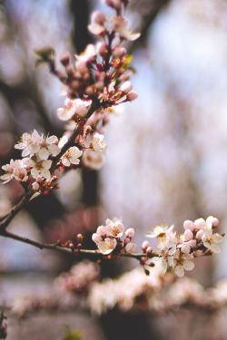 thelavishsociety:  On This First Day of Spring by Sarah Abraham