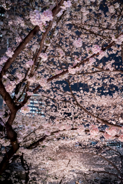killlme:  cherry blossoms at night (by Ryosuke Leo)