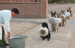 animal-factbook:  Police dogs are trained to eat 50 pound of