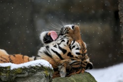 magicalnaturetour:Catching snowflakes by Klaus Wiese / 500px