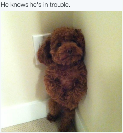 itsbabyanimals:  cutest posts imaginable!
