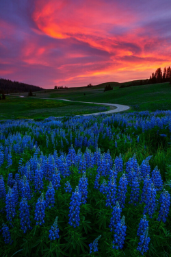 tulipnight:  Blue Flame by Dustin LeFevre