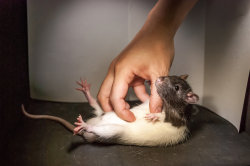 npr:  Scientists have pinpointed the ticklish bit of a rat’s