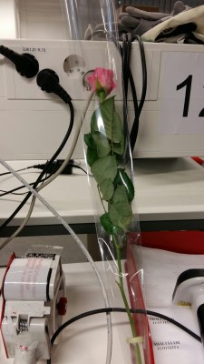 Women’s day. I got this at work from one of the supervisors
