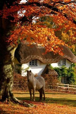 mycountryliving:  (via Pinterest)  now that’s magical