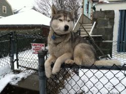 lolzpicx:  caution dogs running free keep gate closed 