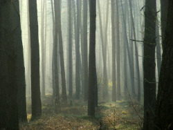 sunshineandbubbles3:  forest image by halina-anna on Flickr.