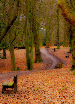 llbwwb:  Woodland way (by Jeff Derbys)