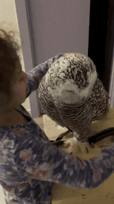 gifsboom:  Owl love you. [video] 