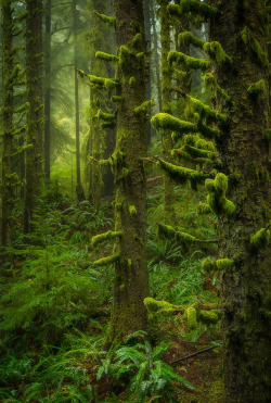 drxgonfly:  Stepping Through (by Scotty Perkins)